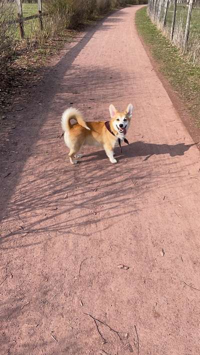 Hundetreffen-Hundebegegnungen trainieren-Bild