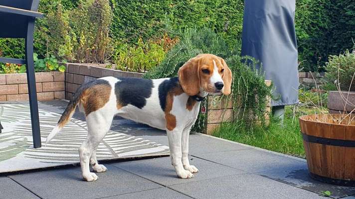 Der Gewichts-Thread-Beitrag-Bild