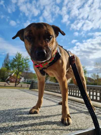 Mischlingshunde Foto Aufruf-Beitrag-Bild