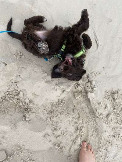 Die Dogorama-Wochen-Challenge "Die schönste Grimasse"-Beitrag-Bild