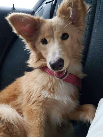 Auslandstierschutz-Beitrag-Bild