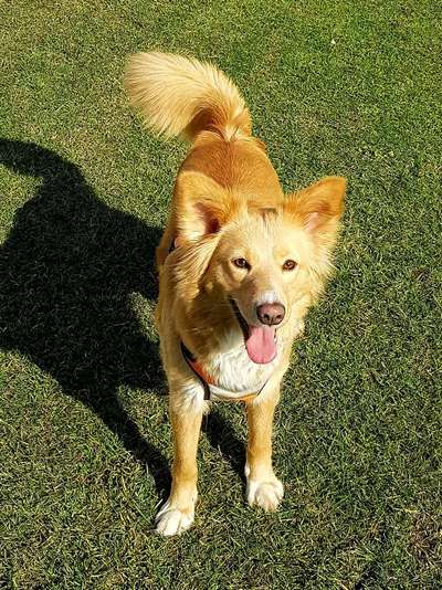 Auslandstierschutz-Beitrag-Bild