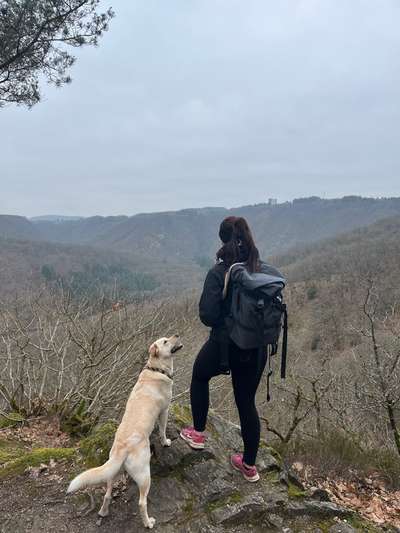 Hundetreffen-Wandern-Bild