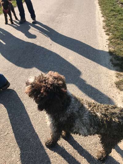 Dogorama Photo Challenge - Pfützen & Spiegelungen-Beitrag-Bild