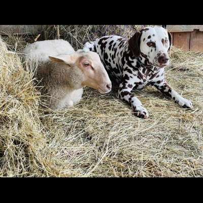 Fotochallenge Nr. 51 "Euer Hund mit anderen Tieren"-Beitrag-Bild