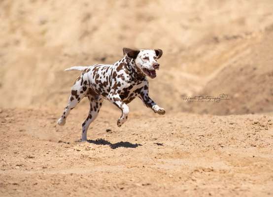 Die Dogorama Kalender Challenge Titelbild-Beitrag-Bild