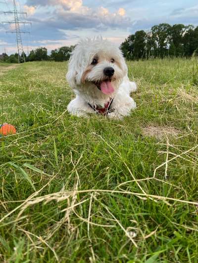 Hundetreffen-Hundefreunde fürs spielen und Gassi gehen gesucht! :)-Bild