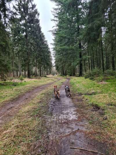 Hundetreffen-Gassirunden im Eleonorenwald-Bild