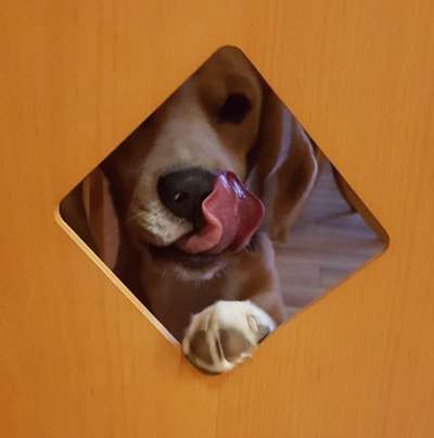 Tongue Out Tuesday-Beitrag-Bild