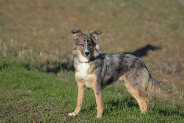 Welche Hunderasse-Beitrag-Bild