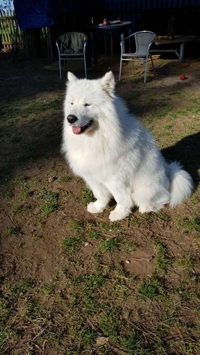 Eurasier hier?-Beitrag-Bild