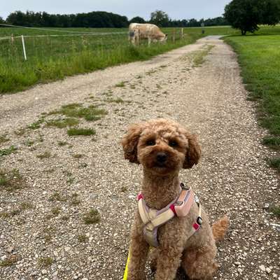 Hundetreffen-Hundesitter gesucht 2-3 Tage die Woche-Bild