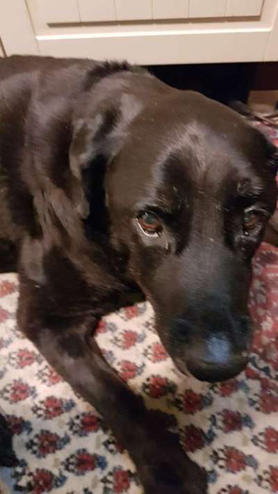 Regenbogenbrücke-Beitrag-Bild