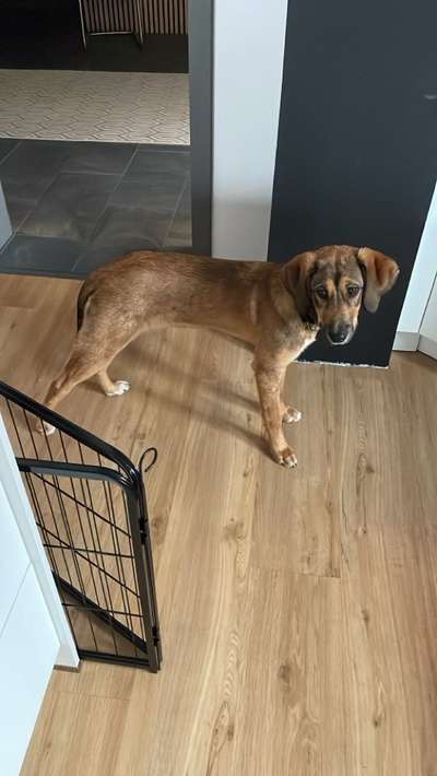 Mischlinge raten - Rätselspaß-Beitrag-Bild