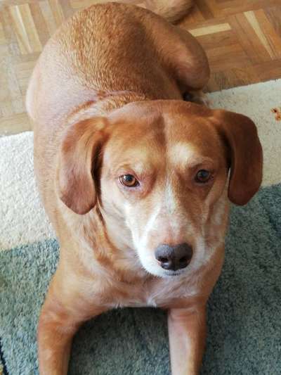 Auslandstierschutz-Beitrag-Bild