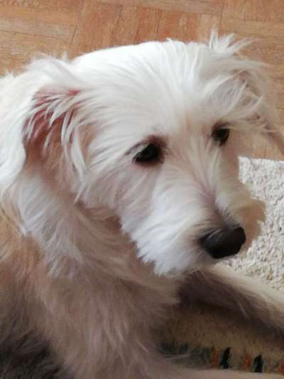 Auslandstierschutz-Beitrag-Bild