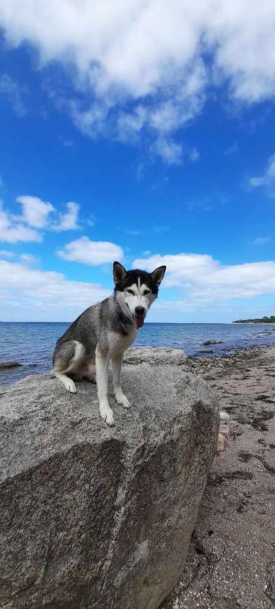 Husky-Beitrag-Bild