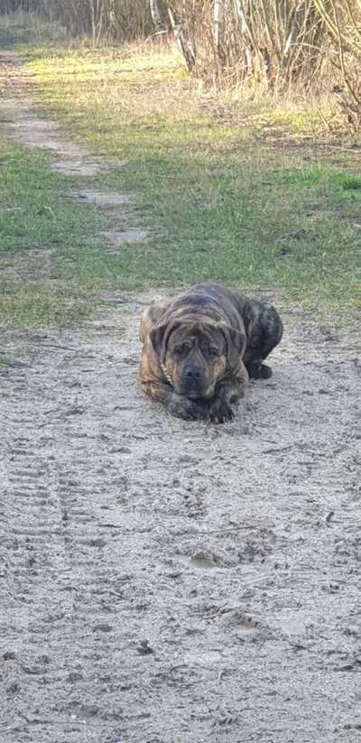 Frage - Hundeerziehung-Beitrag-Bild