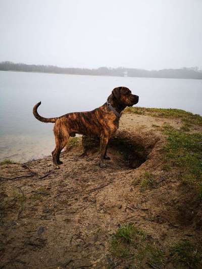 Mischlinge - die beste Rasse die es gibt-Beitrag-Bild