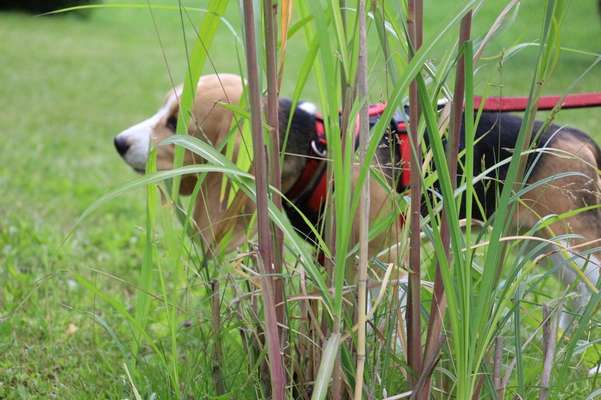 Dogorama Photo Challenge - Tarnung ist alles-Beitrag-Bild