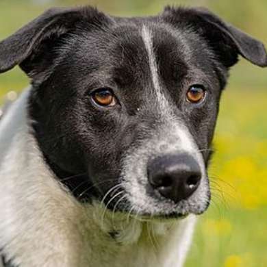 Hundetreffen-Gassi gehen-Bild