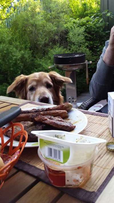 Die Dogorama-Wochen-Challenge "Die schönste Grimasse"-Beitrag-Bild