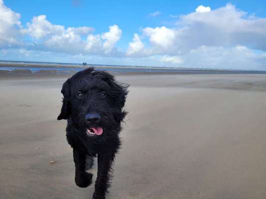 Hundetreffen-Gassirunde-Bild