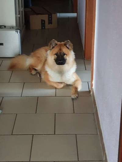 Eurasier hier?-Beitrag-Bild