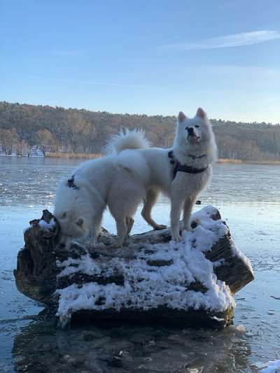 Die Dogorama Wochen Challenge: “Dein Hund im Urlaub”-Beitrag-Bild