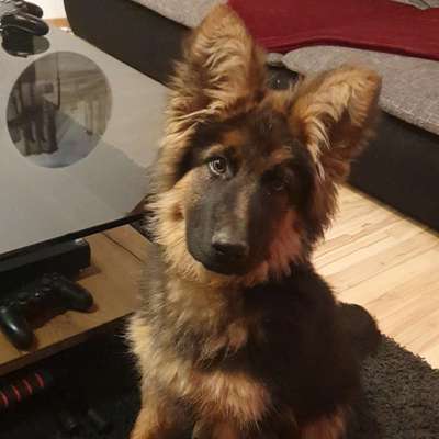 Hundetreffen-Spielstunde für Gross und Klein im Rheintal-Bild