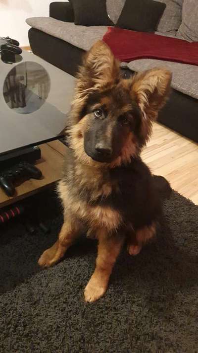 Welpen Bilder !-Beitrag-Bild