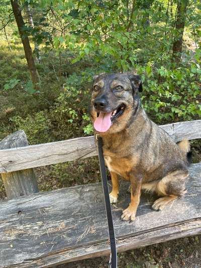 Mischlinge raten - Rätselspaß-Beitrag-Bild