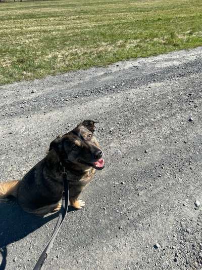 Mischlinge raten - Rätselspaß-Beitrag-Bild