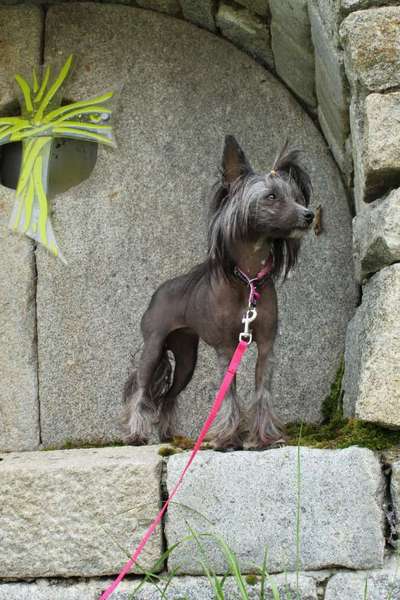 Dogorama Photo Challenge - Steine/Felsen-Beitrag-Bild