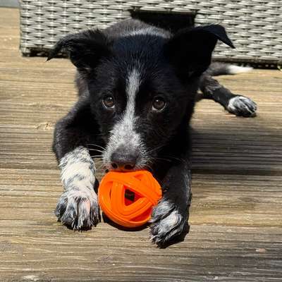 Hundetreffen-Hundebegegnung mit erfahrenem Hund-Bild