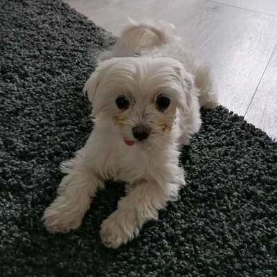 Hundetreffen-Hundefreunde gesucht 🐾-Bild