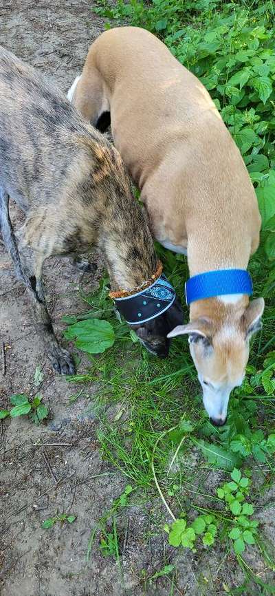 Windhunde - Treffen der besonderen Schönheiten
HERZLICH WILLKOMMEN-Beitrag-Bild