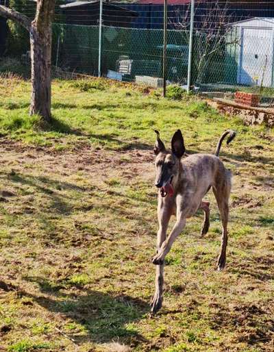 Windhunde - Treffen der besonderen Schönheiten
HERZLICH WILLKOMMEN-Beitrag-Bild