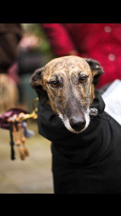 Dogorama Photo Challenge - Portrait-Beitrag-Bild