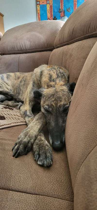 Wie kamst du zu deinem Hund?-Beitrag-Bild