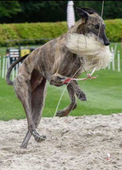 Windhunde - Treffen der besonderen Schönheiten
HERZLICH WILLKOMMEN-Beitrag-Bild