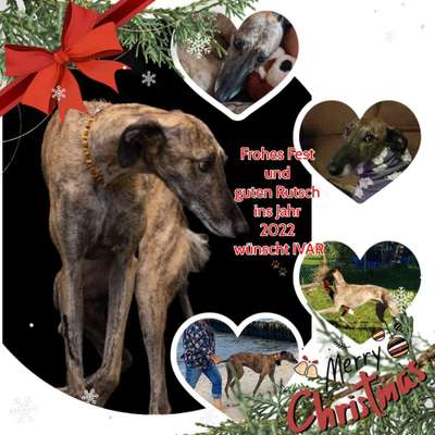 Windhunde - Treffen der besonderen Schönheiten
HERZLICH WILLKOMMEN-Beitrag-Bild