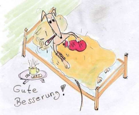 Windhunde - Treffen der besonderen Schönheiten
HERZLICH WILLKOMMEN-Beitrag-Bild