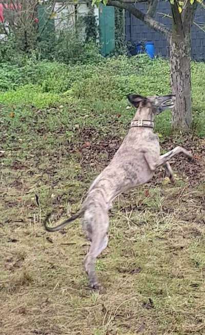 Windhunde - Treffen der besonderen Schönheiten
HERZLICH WILLKOMMEN-Beitrag-Bild