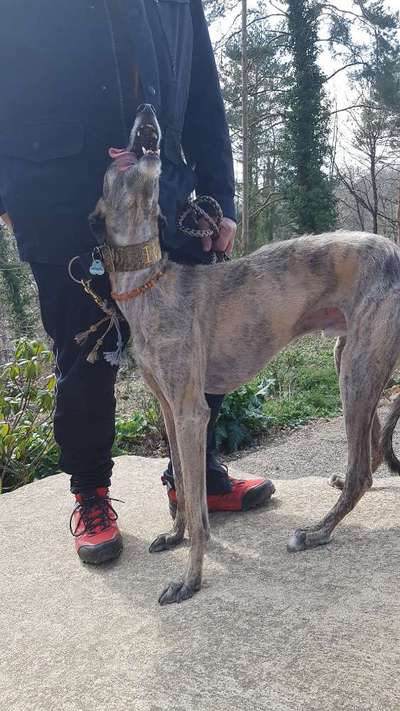 Windhunde - Treffen der besonderen Schönheiten
HERZLICH WILLKOMMEN-Beitrag-Bild