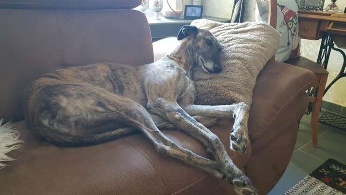 Windhunde - Treffen der besonderen Schönheiten
HERZLICH WILLKOMMEN-Beitrag-Bild