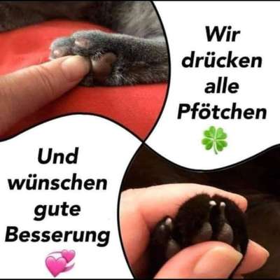 Windhunde - Treffen der besonderen Schönheiten
HERZLICH WILLKOMMEN-Beitrag-Bild