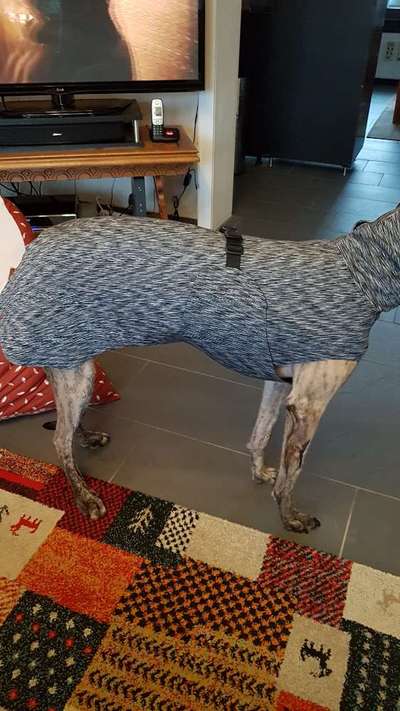 Windhunde - Treffen der besonderen Schönheiten
HERZLICH WILLKOMMEN-Beitrag-Bild