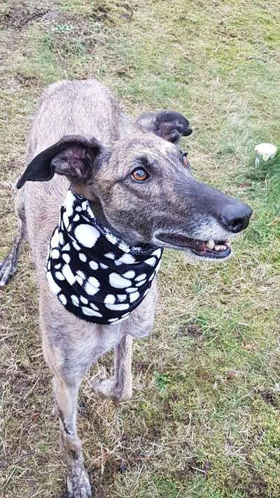 Windhunde - Treffen der besonderen Schönheiten
HERZLICH WILLKOMMEN-Beitrag-Bild