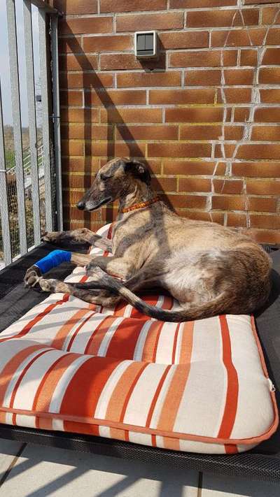 Windhunde - Treffen der besonderen Schönheiten
HERZLICH WILLKOMMEN-Beitrag-Bild